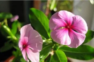 The cultivation methods and precautions for Four-Season梅花