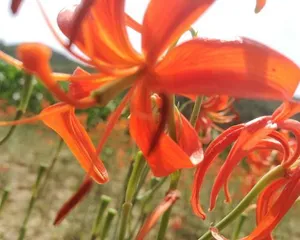 The cultivation techniques for Dayanfan flowers to create a beautiful courtyard (How to properly care for Dayanfan flowers to ensure healthy growth)