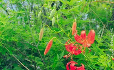 Cultivation Techniques for Lilium pumilum for a Beautiful Garden (How to Properly Care for Lilium pumilum to Ensure Healthy Growth) 2