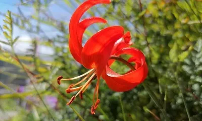 Cultivation Techniques for Lilium pumilum for a Beautiful Garden (How to Properly Care for Lilium pumilum to Ensure Healthy Growth) 3