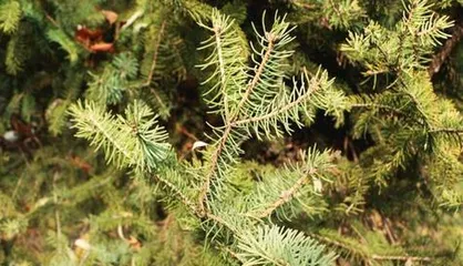 Unveiling the Ecological Mysteries of the Camellia Tree (Is the Camellia a Gymnosperm? Characteristics and Ecological Impacts of Gymnosperms)