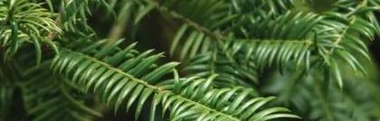 An Analysis of the Classification and Characteristics of Camellias (Revealing the Identity of Camellias as Gymnosperms)