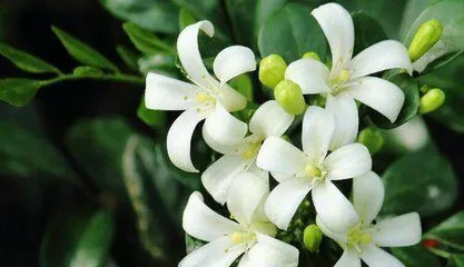 Is the Little Apple Toxic? Indoor Planting Guide Explained (Understand the toxicity and suitable environment of the Little Apple, make it a potted plant in your home)