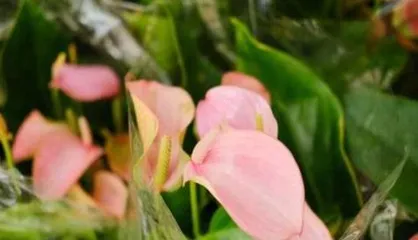 Is the little apple poisonous? A detailed guide to indoor cultivation (understand the toxicity and suitable environment of the little apple to make it a bonsai in your home) 2