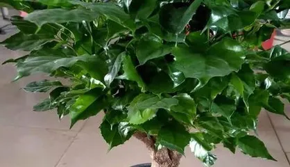 Is the little apple poisonous? A detailed guide to indoor cultivation (understand the toxicity and suitable environment of the little apple to make it a bonsai in your home) 3