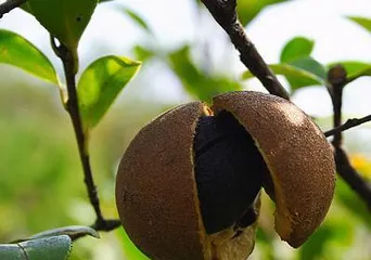 Detailed Explanation of the Tea Flower Seed Germination Cycle (Exploring the Germination Process and Influencing Factors of Tea Flower Seeds)