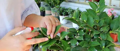 How to Grow Healthy Camellias at Home (The Best Practices for Growing Camellias at Home)