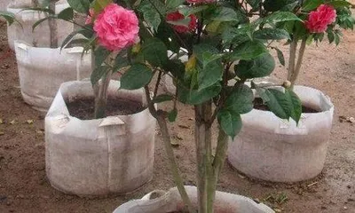 Camellia Pruning Techniques (Creating Beautiful Blooming Camellia Thickets)