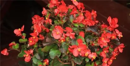The Cultivation and Care of Four-Season Begonias (Methods and Precautions Suitable for Home Cultivation)