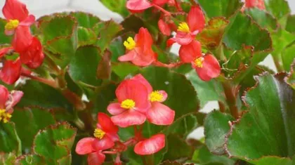 Planting and Care of Begonia semperflorens (Methods and Precautions Suitable for Home Cultivation) 2