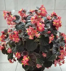 Planting and Care of Begonia semperflorens (Methods and Precautions Suitable for Home Cultivation) 3