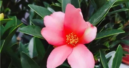 Can camellias be grown indoors? (Exploring the toxicity of camellias and cultivation techniques)