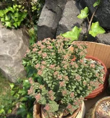 Care Tips for小米星 (Creating a Flourishing小米星 Garden)