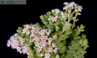 Little Rice Star Care Tips (Creating a Lush Little Rice Star Garden) 2