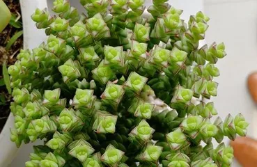 Little Rice Star Care Tips (Creating a Lush Little Rice Star Garden) 3
