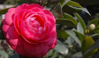 Is camellia toxic? (A necessary skill for safely caring for camellias)