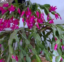 The toxicity and care methods of Christmas cactus (notes for indoor cultivation)