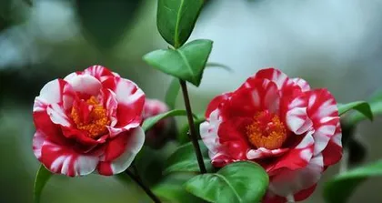 Are Camellias Poisonous? (An Essential Technique for Safe Camellia Care) 2