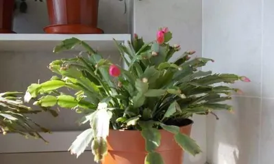 The toxicity and care methods of Christmas cactus (notes for indoor cultivation)1