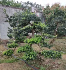 Pruning and Shaping Techniques for Panlonggui (Creating a Unique Bonsai to Make Panlonggui More Beautiful) 2