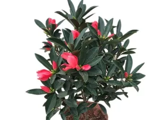 Are Camellias Poisonous? (An Essential Technique for Safe Camellia Care) 3