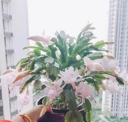 The toxicity and care methods of Christmas cactus (notes for indoor cultivation)2