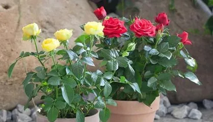 How to Grow Acid-Loving Flowers (Understand the Characteristics of Acidic Soil to Improve Flower Growth Effect)