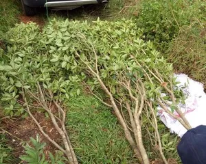Pruning and Shaping Techniques for Panlonggui (Creating a Unique Bonsai to Make Panlonggui More Beautiful) 3