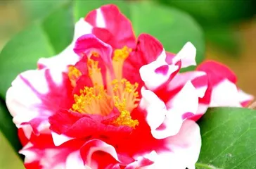 Does camellia like sunlight? (Exploring the light requirements and growth conditions of camellia)