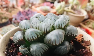 The cultivation method of Pansy Ice and Jade (How to properly care for Pansy Ice and Jade?)