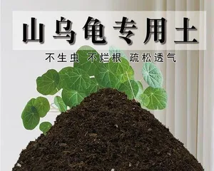 Selection and Care of Acid-Loving Flowers (Understanding the Characteristics of Acidic Soil to Create a Beautiful Garden)