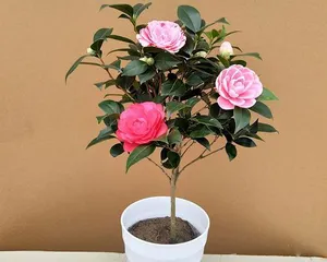 A Complete Guide to Indoor Camellia Care (How to Care for Camellias Indoors?)