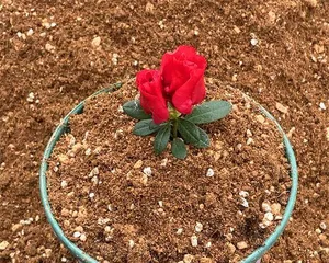 Selection and Care of Acid-Loving Plants (Understanding the Characteristics of Acidic Soil, Creating a Beautiful Garden) 3