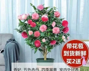 Complete Guide to Indoor Camellia Care (How to Care for Camellias Indoors?) 2