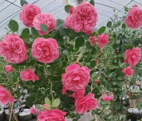 Analysis of the Light Requirements for Climbing Roses (Sun-Loving or Shade-Loving? This Article Will Help You Figure It Out)