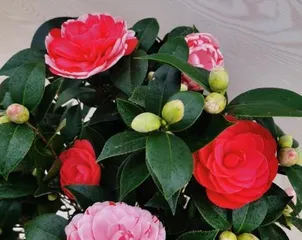 Complete Guide to Indoor Camellia Care (How to Care for Camellias Indoors?) 3