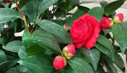 How to Water Scientifically for Healthy Camellia Growth (The Best Time and Techniques for Watering Camellias Every Week)