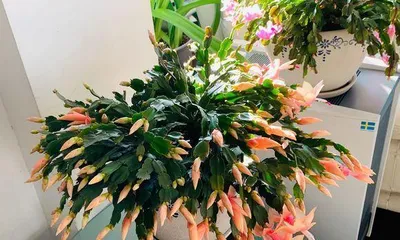 Potting and Care of Christmas Cactus (Master the correct potting time and care techniques to create beautiful Christmas cacti)