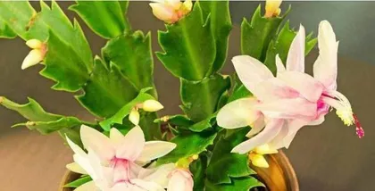 Potting and Care of Christmas Cactus (Master the correct potting time and care techniques to create beautiful Christmas cacti)1