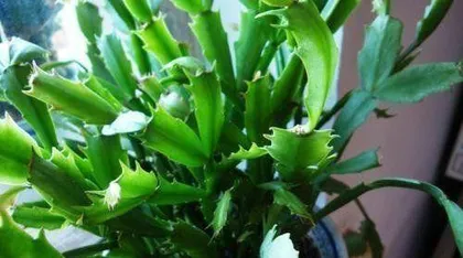Potting and Care of Christmas Cactus (Master the correct potting time and care techniques to create beautiful Christmas cacti)2