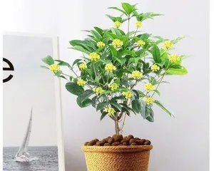 Four Seasons Osmanthus (Toxicity Analysis, Indoor Care Tips and Precautions)