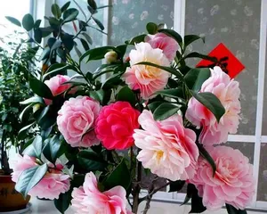 The Watering Techniques for Camellias in Four Seasons (Do You Know They Are Different in Spring, Summer, Autumn, and Winter?)