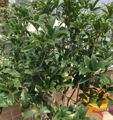 Osmanthus fragrans (Toxicity Analysis, Indoor Care Tips and Precautions) 3