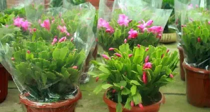 Cyclamen Care in Winter (Is Cyclamen Cold-Tolerant? How to Prevent Frost Damage?)