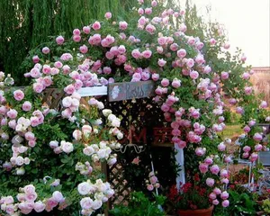 Causes and Solutions for Climbing Roses Not Blooming (Exploring the reasons why climbing roses do not bloom and providing effective solutions)