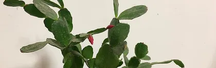 Cyclamen Care in Winter (Is Cyclamen Cold-Tolerant? How to Prevent Frost Damage?)2
