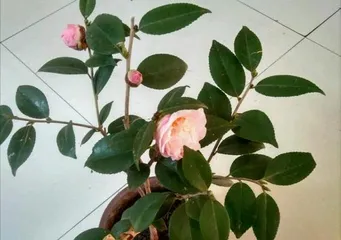 What should I do if camellias don't grow leaves? (How to solve the problem of camellias not growing leaves?)