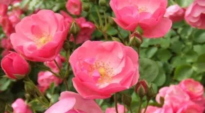 The blooming period of climbing roses varies with the season (enjoying flowers all year round, understanding the blooming period allows you to appreciate more beautiful blooms)