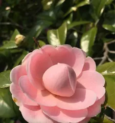 Camellia Flowering Time and Variety Characteristics (Camellias bloom in spring, come and learn about the types and viewing techniques of camellias!)
