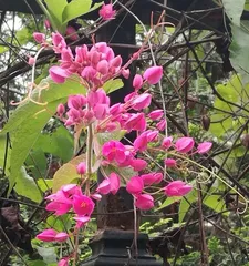 Coral Vine Care Guide (The Secret to Keeping Your Coral Vine Thriving)
